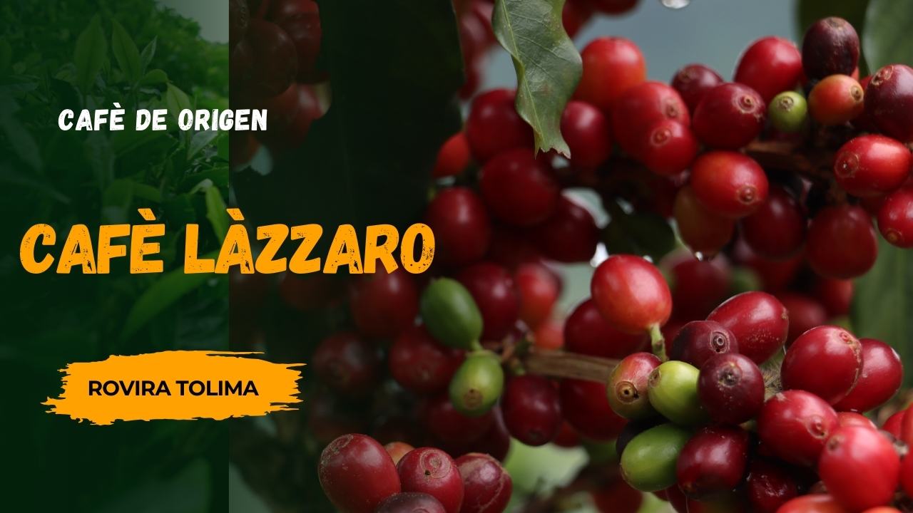 cafe de rovira tolima, lazzaro